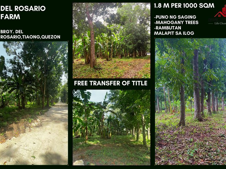 Farmlot for sale in Tiaong Quezon