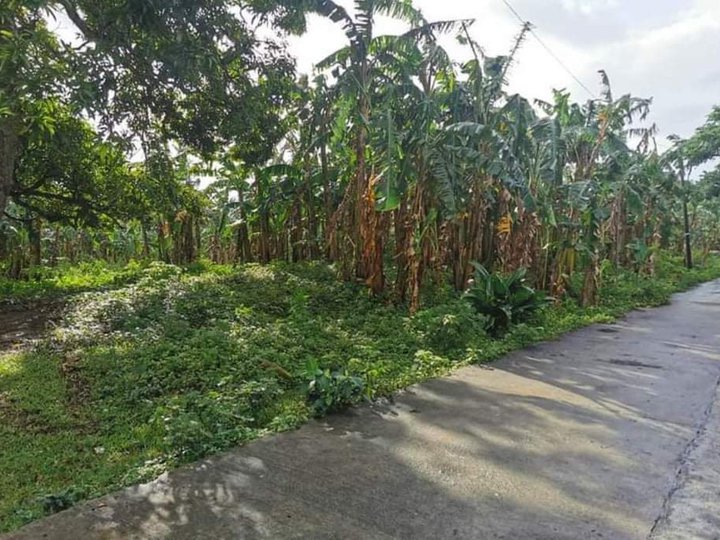 11 4 hectares farm lot with banana plantation