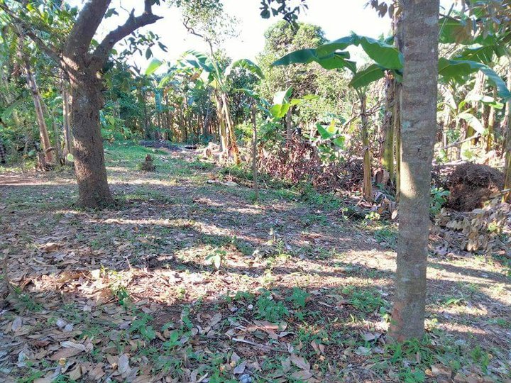 Very Affordable 1000sqm Residential Farm Lot Indang Cavite