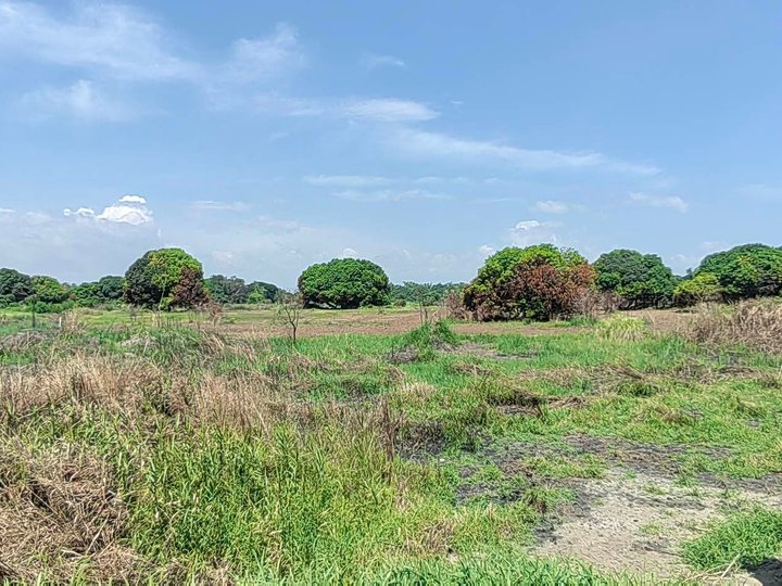 1 hectare Commercial Lot For Sale in Calasiao Pangasinan