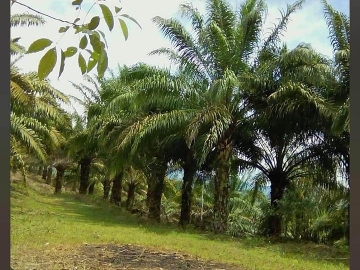 8.12 hectares Agricultural Farm For Sale.