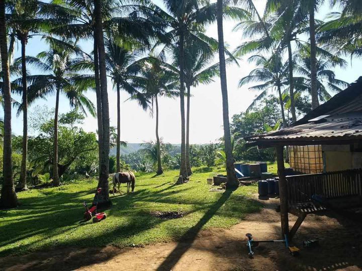 3.5 Hectares Agro - Industrial farm lot for sale in pililla rizal with clean title complete papers