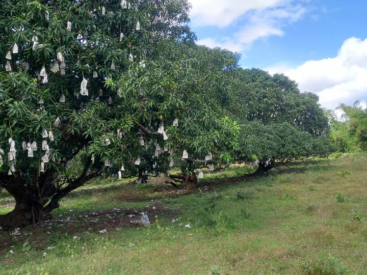 300sqm Residential Farm with mango trees, indang cavite