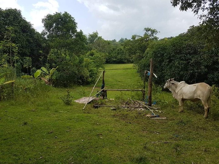 42000 sqm Agricultural Farm For Sale in Aguilar Pangasinan