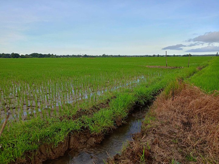 5.7 has rice fields in narra Palawan