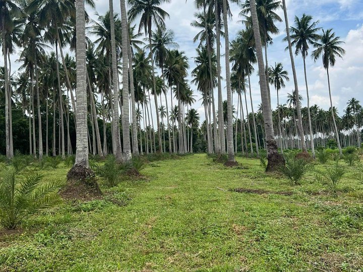 1000 sqm Residential Farm For Sale in Tiaong Quezon
