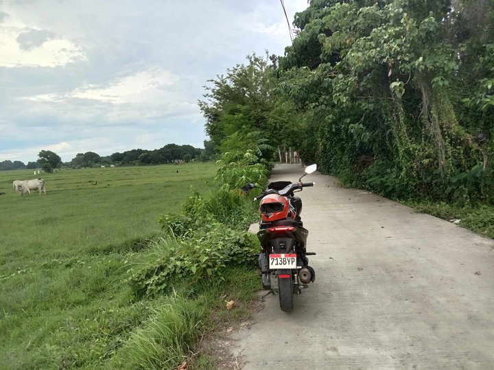 9,961 sqm Agricultural Farm For Sale in Bugallon Pangasinan