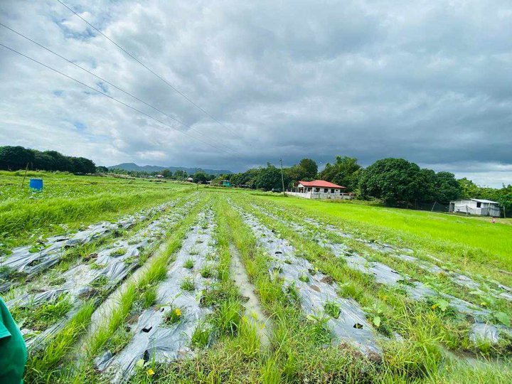 2 Hectares Residential Farm for Sale in San Juan Batangas