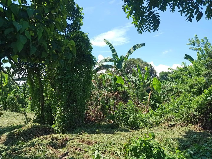 Residential Farm For Sale in Tiaong Quezon