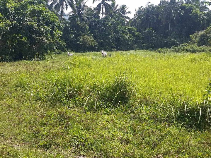 1,500 sqm Residential Farm For Sale in Batangas