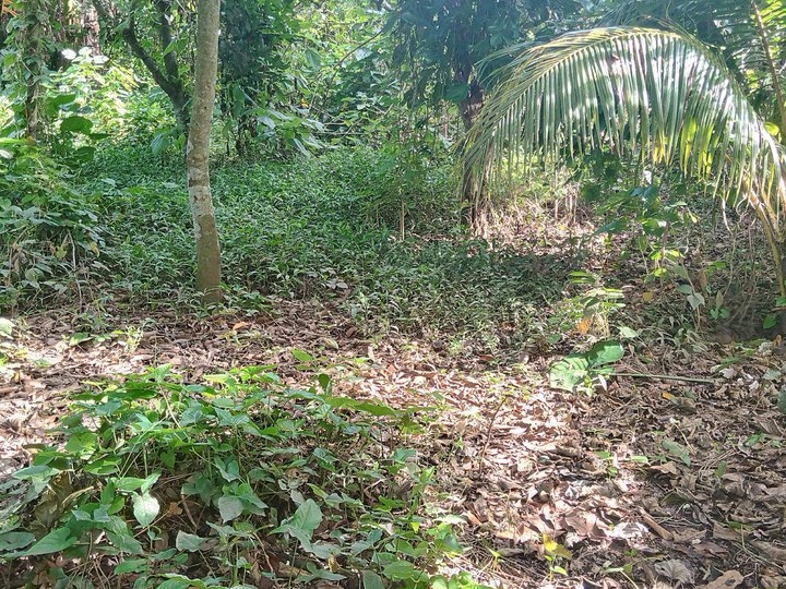 2025 sqm Residential Lot For Sale in Santo Tomas Batangas