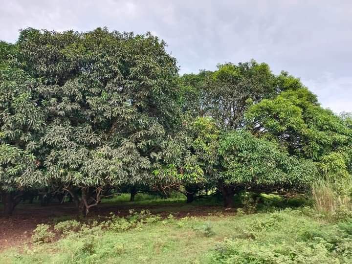 500sqm Mango Farm Lot