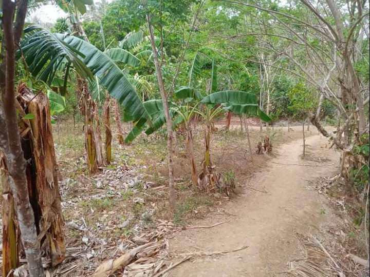 Lf sure buyer titled lot 1.5hectares in nasugbo batangas
