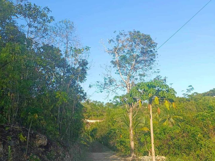 Super Affordable Big Savings Farm Lot For Sale in Sogod Cebu