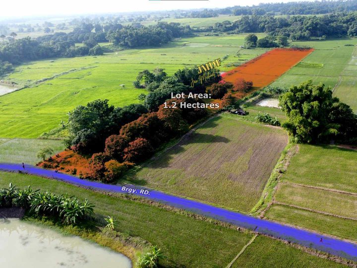 Farmlot with mango and ricefield