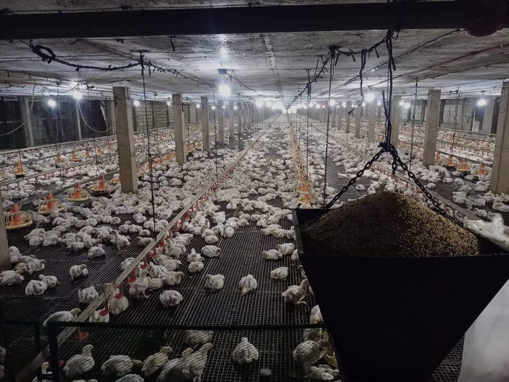 3 Hectare Poultry Farm Dampay, Malasiqui, Pangasinan [Lot 🚜] (December