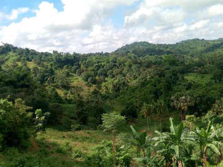 1000sqm Farmland Land For Sale in Danao Cebu