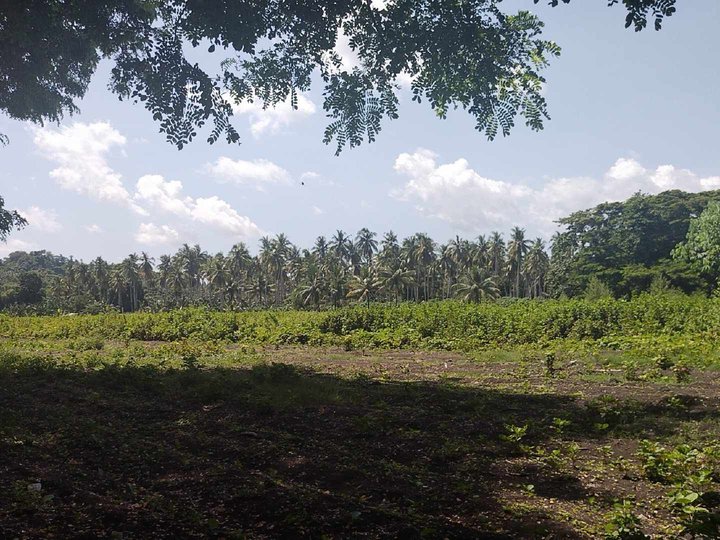 1,000sqm mini farm alubijid 2mnts highway 500 per sqm