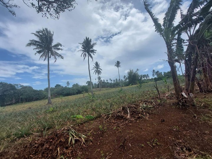240 sqm agricultural farm lot for sale in Silang Cavite