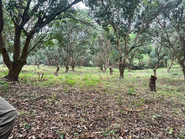 Residential Farm lot in Bataan with Fruit Bearing Trees