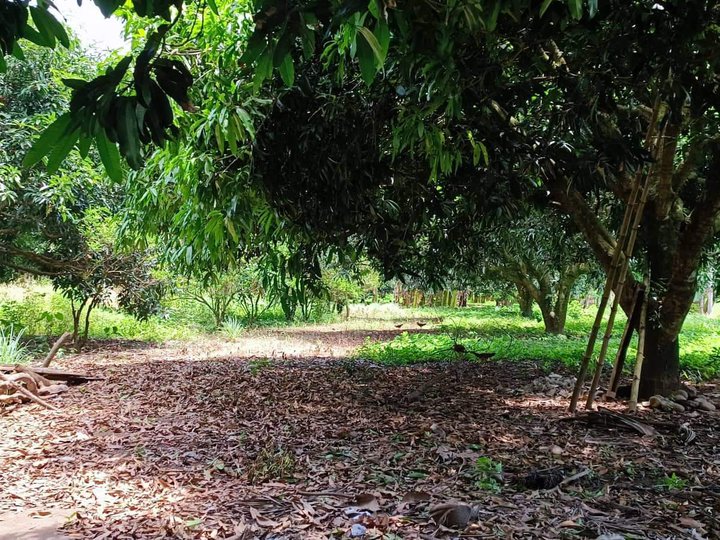 FOR SALE!!! 10 HECTARES FARM LOT IN DARONG STA. CRUZ