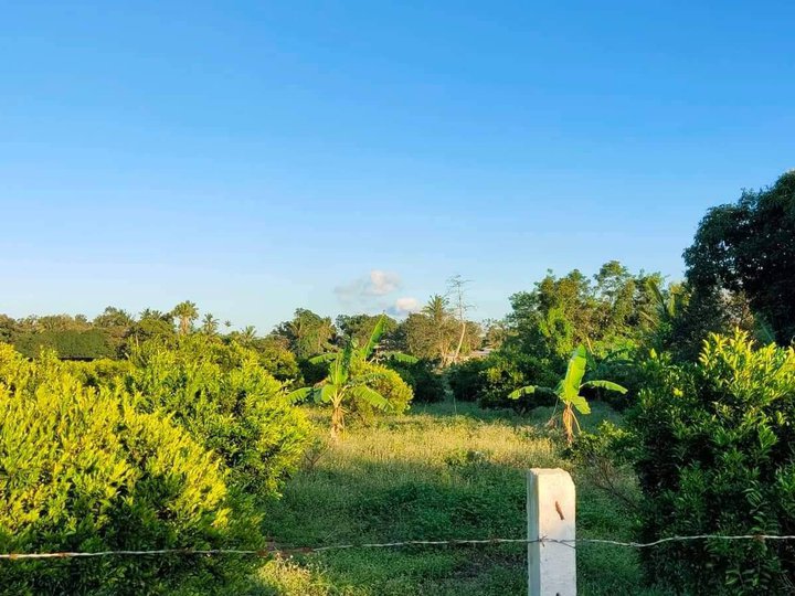 Farm lot, Brgy. Taysan Batangas