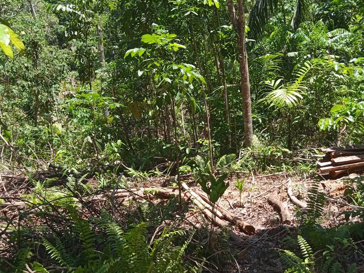 Lot with banana trees,mahugany trees, kawayan and sone coconut tress