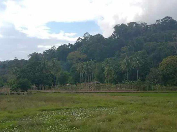 coffee farm with fruit bearing trees