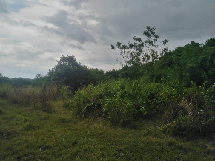 8.5 has Agricultural Farm For Sale in Mabini Pangasinan