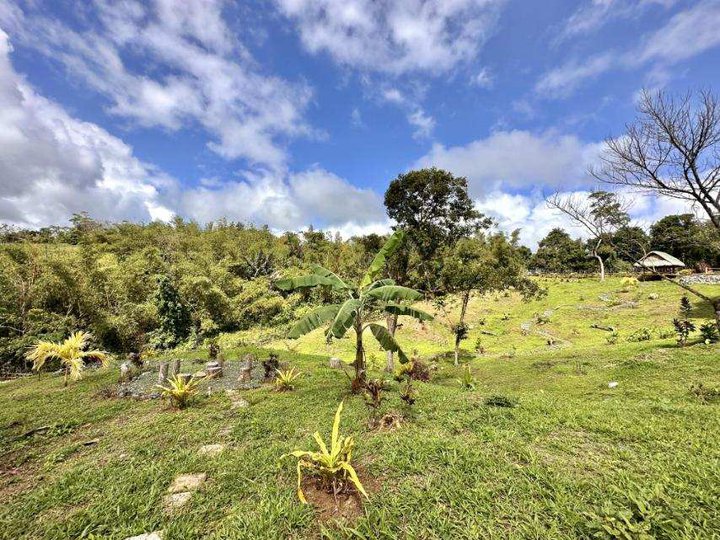 8,394 sqm Agricultural ( COCAL ) w/ diff. ornamental plant for sale in Cavinti Laguna