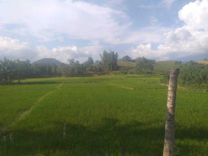 IRRIGATED FARM LOT FOR SALE (TITLED)