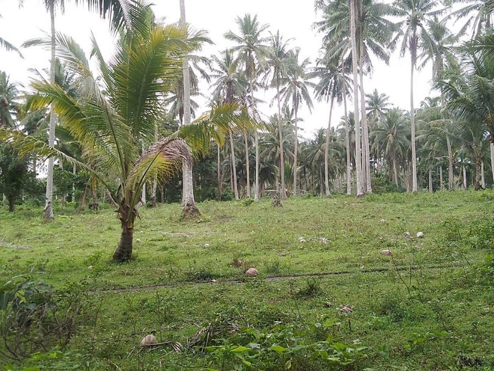 170,000 sqm Agricultural Farm land for Sale in Goa, Camarines Sur [Lot ...