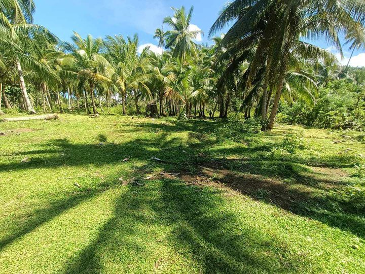 2.2 hectare for sale located at camiguin island