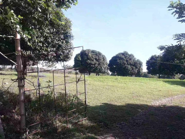 5,000 sqm Agricultural Farm For Sale in Umingan Pangasinan