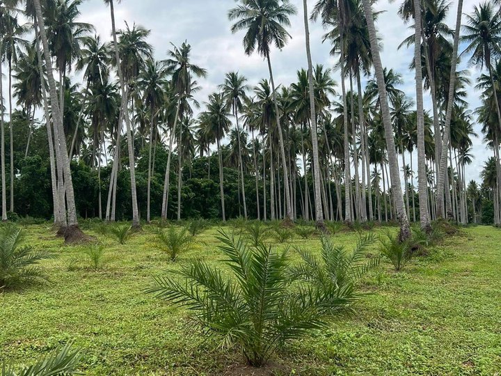 1000sqm Agri Farm for sale in Cabay Tiaong Quezon