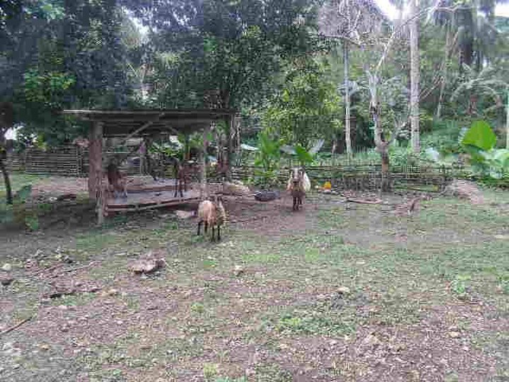 Rush sale Farm lot in Borbon Cebu north  good for farming 10,601sqm