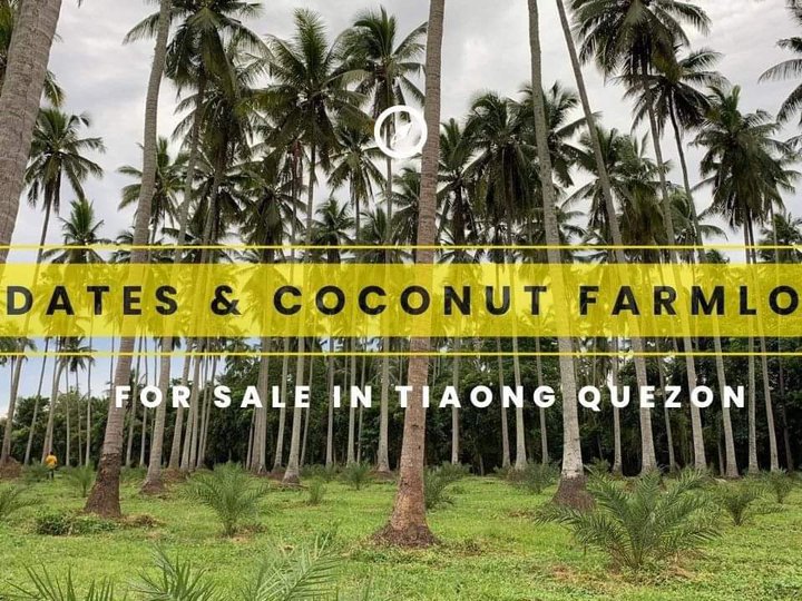 Dates and Coconut Farm For Sale in Tiaong Quezon