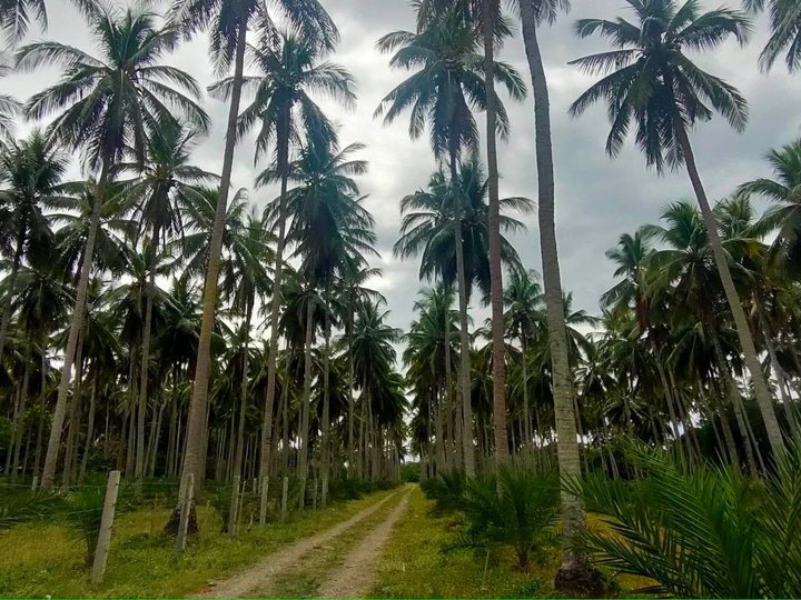 Coconut and Dates fruit Farm