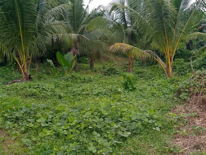 15 Hectares Farm Lot for sale in Gumaca Quezon