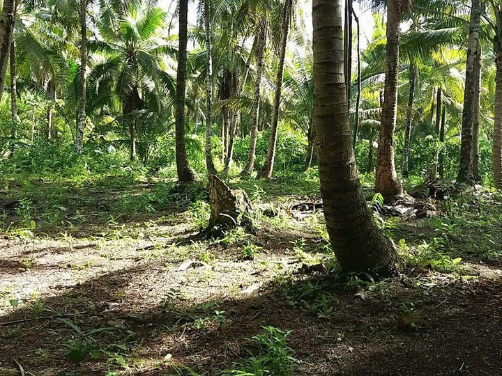 361sqm  lot Pacifico Siargao