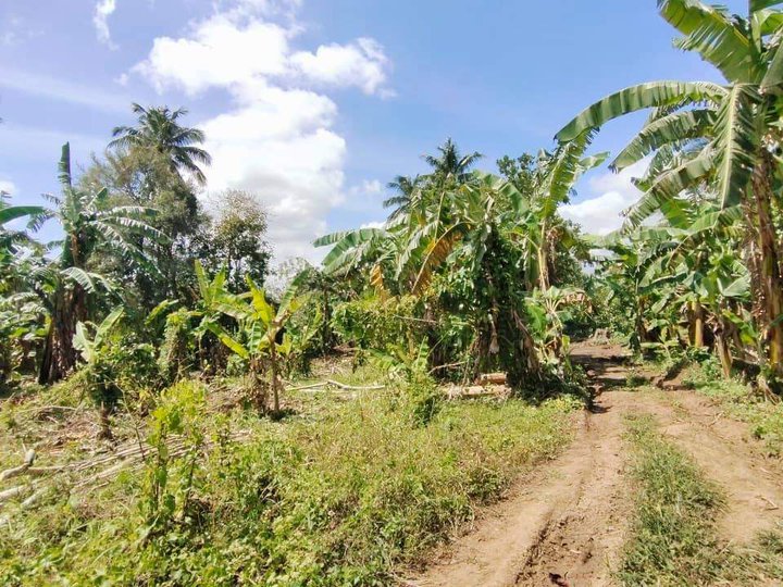 Farm in Amadeo Cavite for Sale