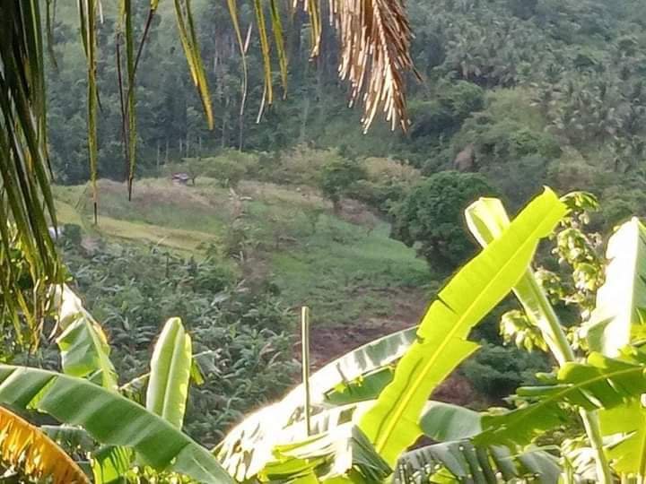 Farm Lot for Sale in Tanay