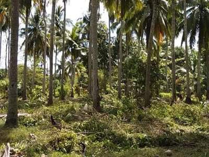FARM LOT/RESIDENTIAL FOR SALE IN SAN JUAN BATANGAS NEAR LAIYA