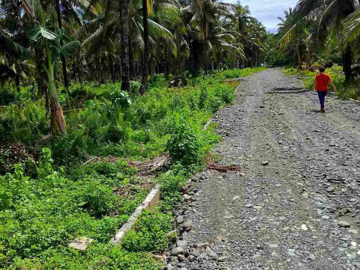 Barangay Calabuanan, Baler Aurora | 12 Hectares Lot for Sale