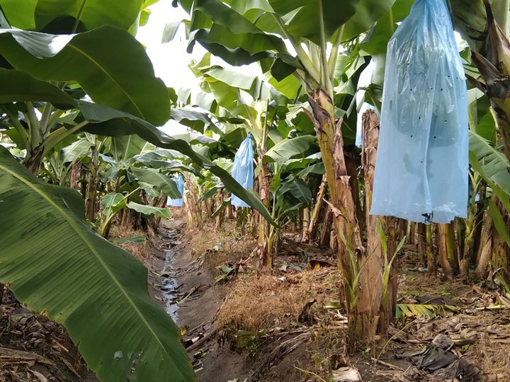 I am selling my banana plantation located at Carmen  Davao del norte