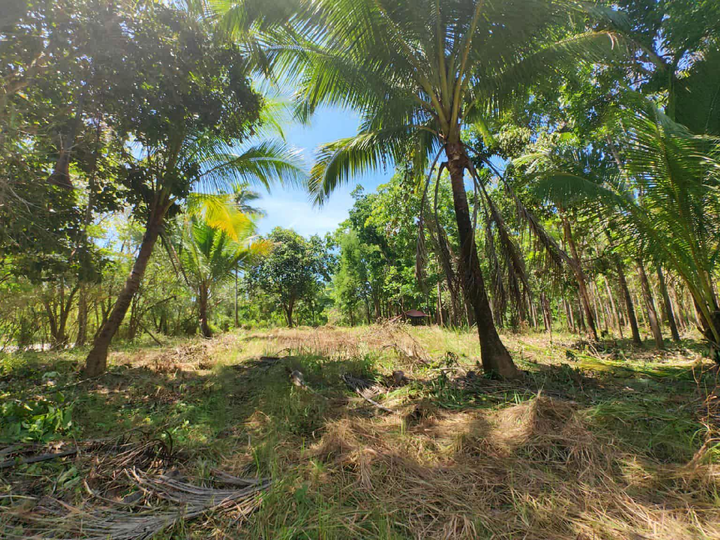 6.3 hectares Residential Farm For Sale in Puerto Princesa Palawan