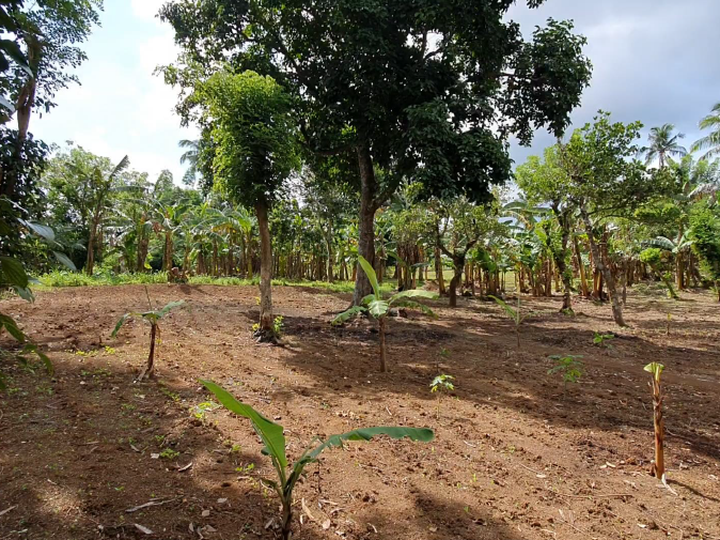 10,000 sqm Raw Land For Sale in Alfonso Cavite - Titled Property