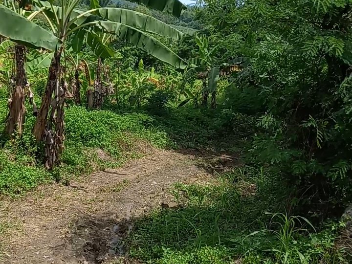 1 hectare agricultural farm for sale in cabatuan IloIlo