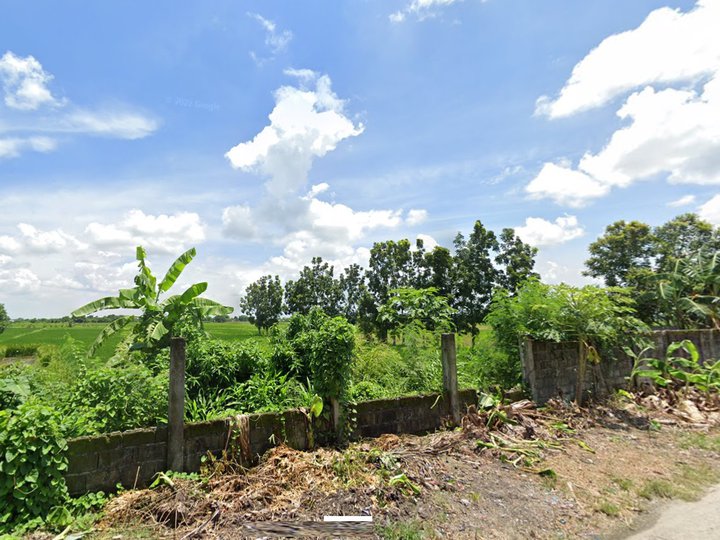 5 hectares Riceland Lot For Sale By Owner in Tarlac City Tarlac