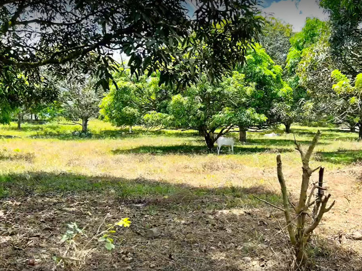 10.87 hectares Residential Farm For Sale in Gango, Libona Bukidnon